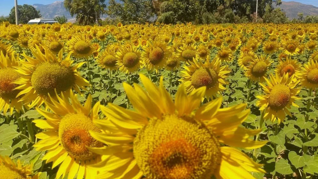 Pamuk yerine ekildi! Hasat başladı