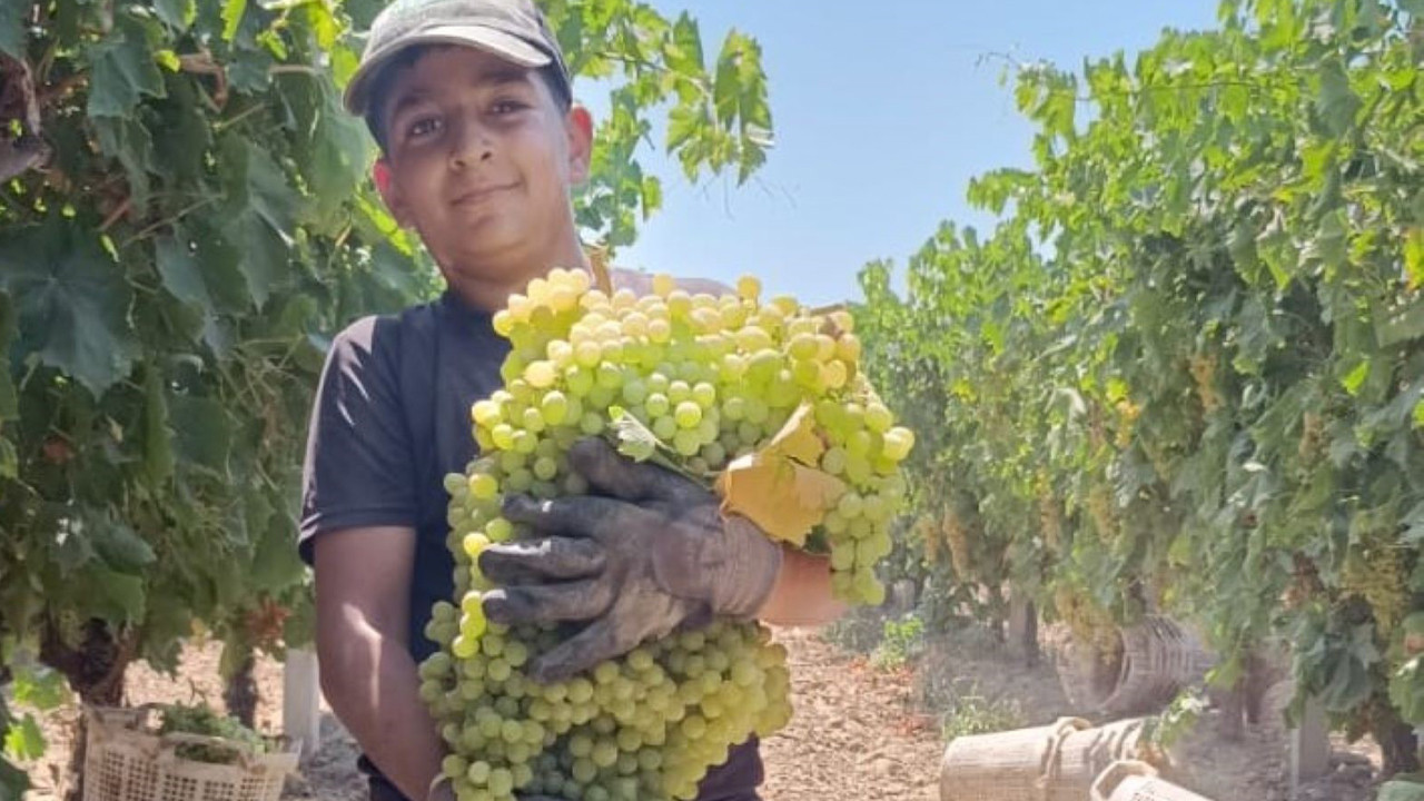 Üzüm hasadında şaşırtan tablo, böylesi görülmedi! Kucağında zor taşıdı