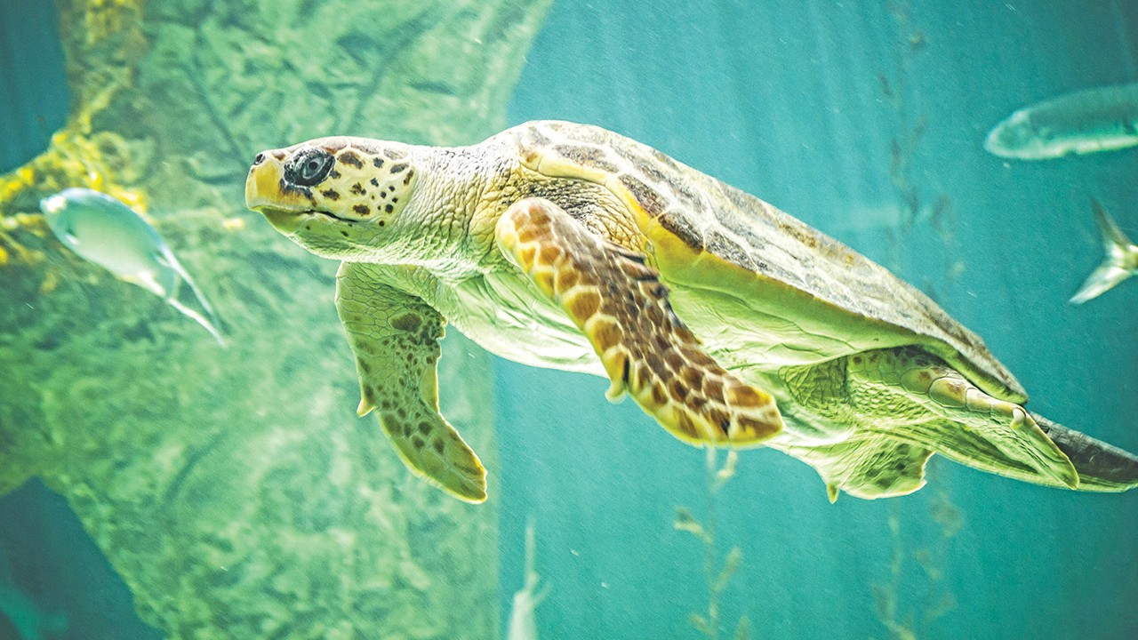 Mersin kıyılarında ekosistem tehlikede