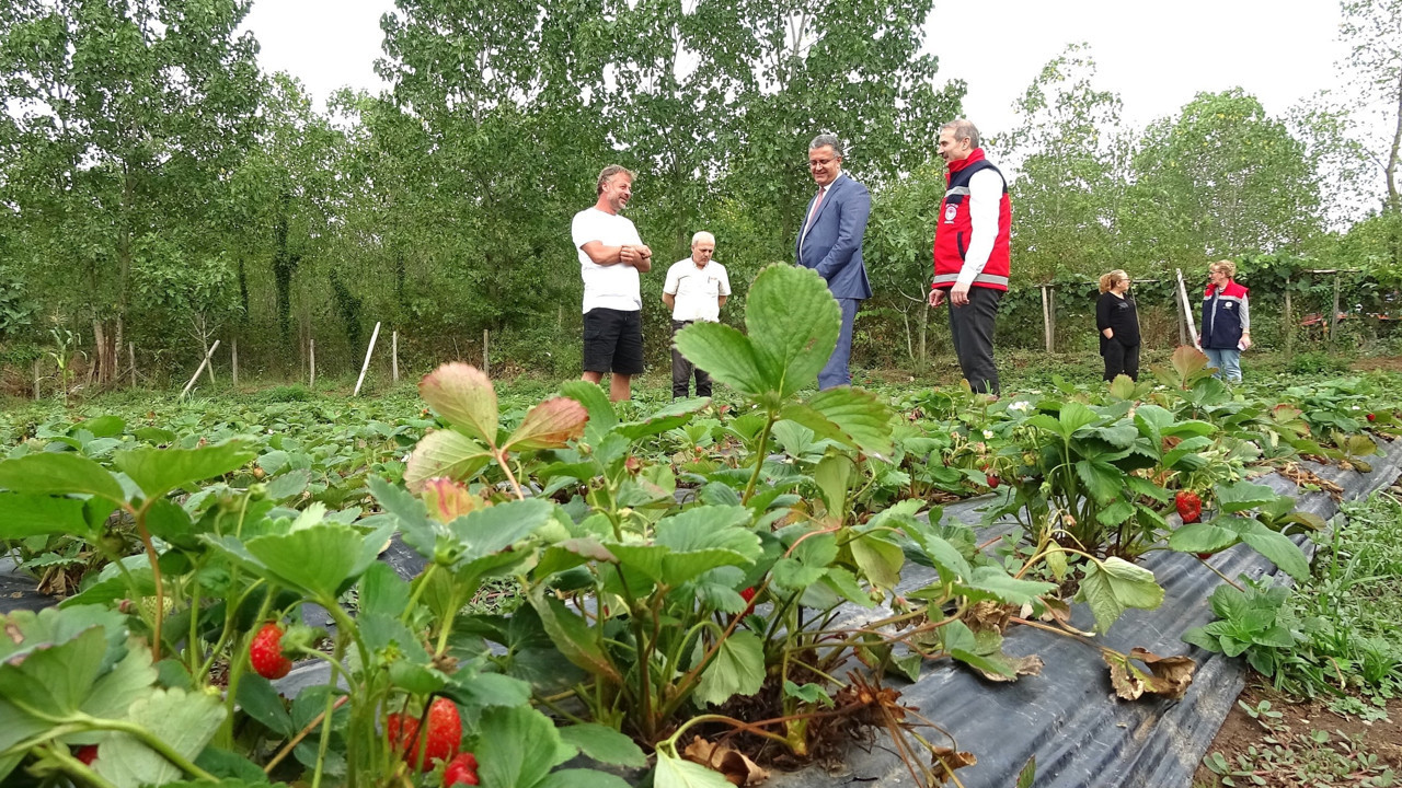 Fındığa zirai don darbesi