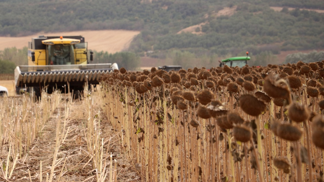 Anıza ekim ayçiçeği üreticisini sevindirdi: Verim iki katına çıktı