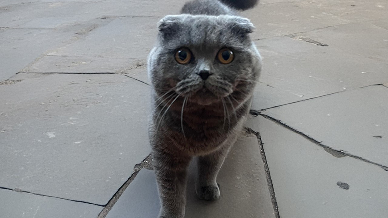 Tedavide yeni kapılar aralandı: Kediler kansere umut oldu