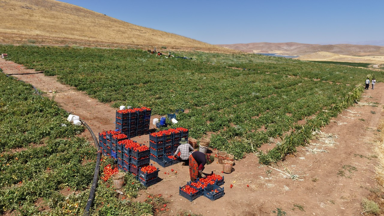 Manavda 25 tarlada 8 TL! Domates hasadı başladı