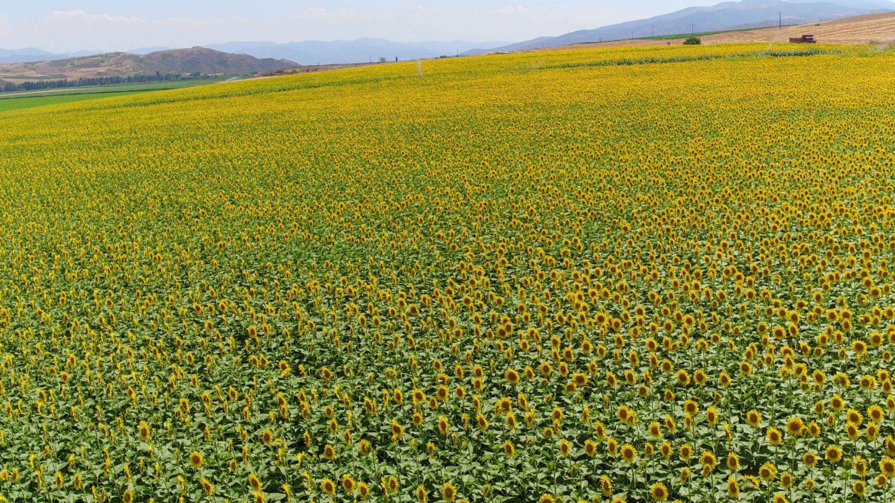 Kuraklık rekolteyi vurmuştu: Ayçiçeği alım fiyatı açıklandı