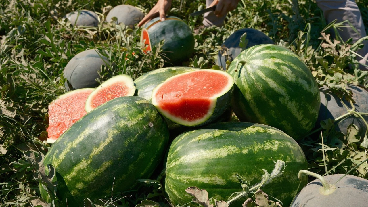 Bursa'da karpuzun fiyatı tarlada 30 Kuruş, merkezde 11 TL!