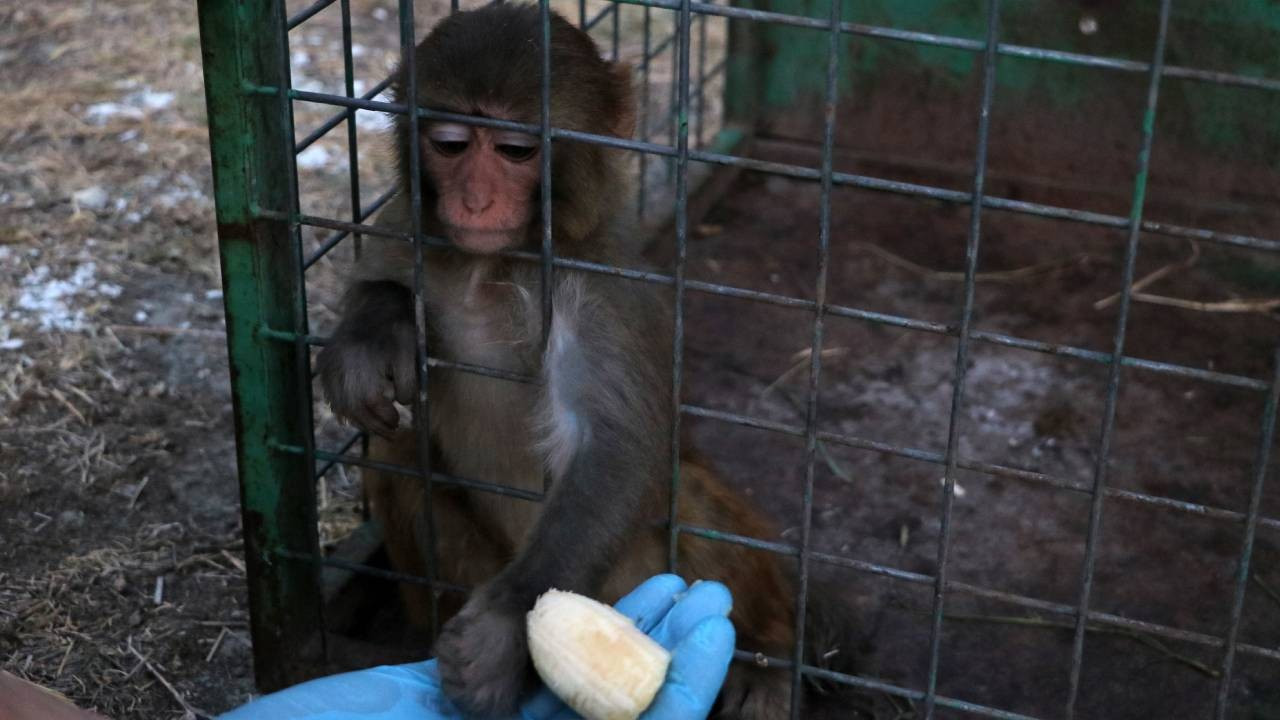 Sahibinin tokatladığı maymun koruma altına alındı
