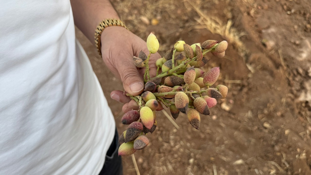 Rekolte düştü, çiftçi perişan! Siirt fıstığında üretim yüzde 80'lik düşüşle dibe çakıldı