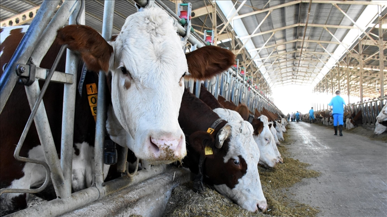 Büyükbaş hayvanların ağırlığını temassız ölçecek sistem tescillendi