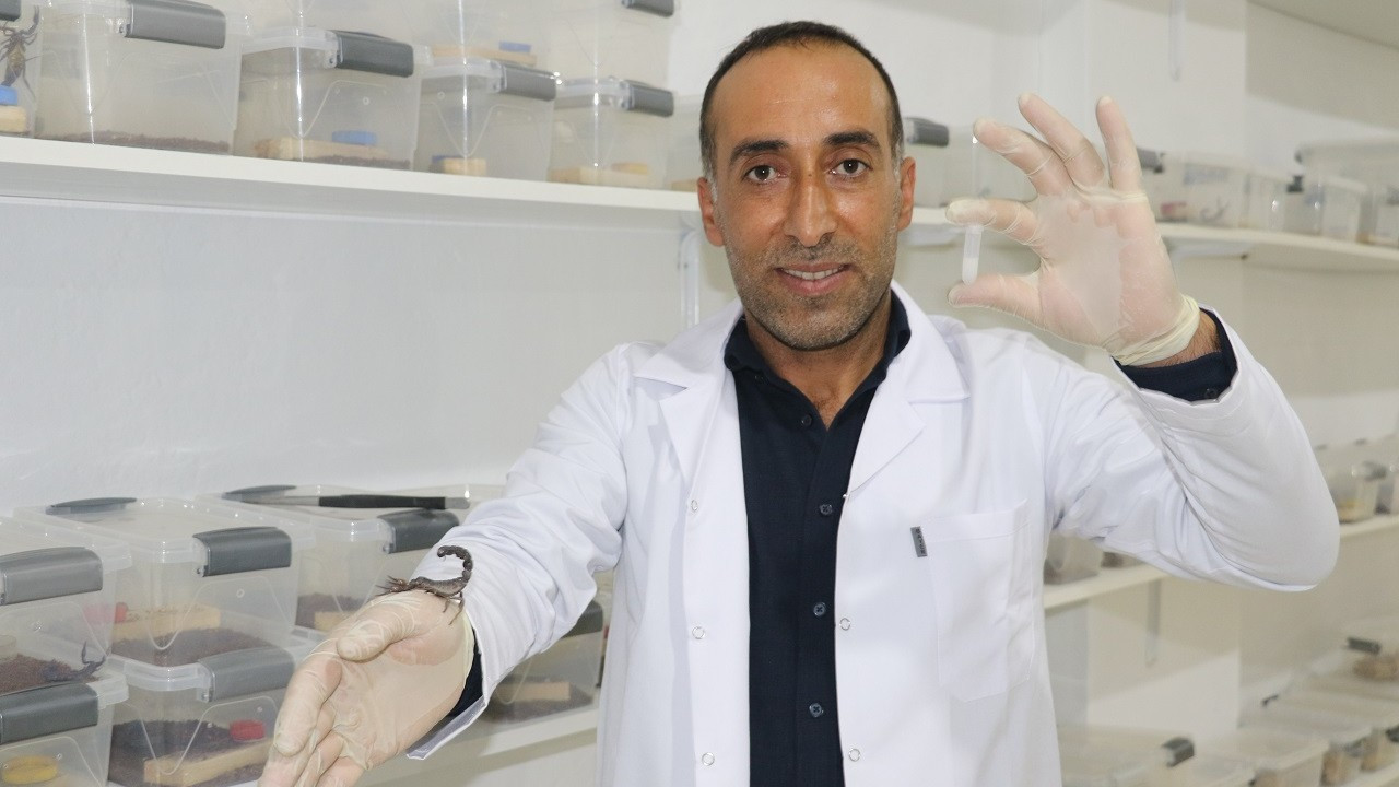 Şantiyeden laboratuvara: Gramı binlerce dolar eden akrep zehri üretiyor