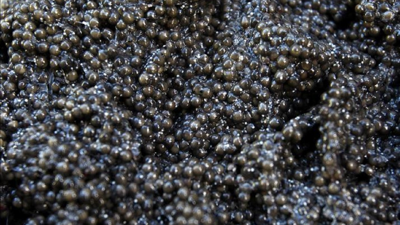 Gramı 1 euro! Türkiye’nin siyah havyarı dünya sofralarında