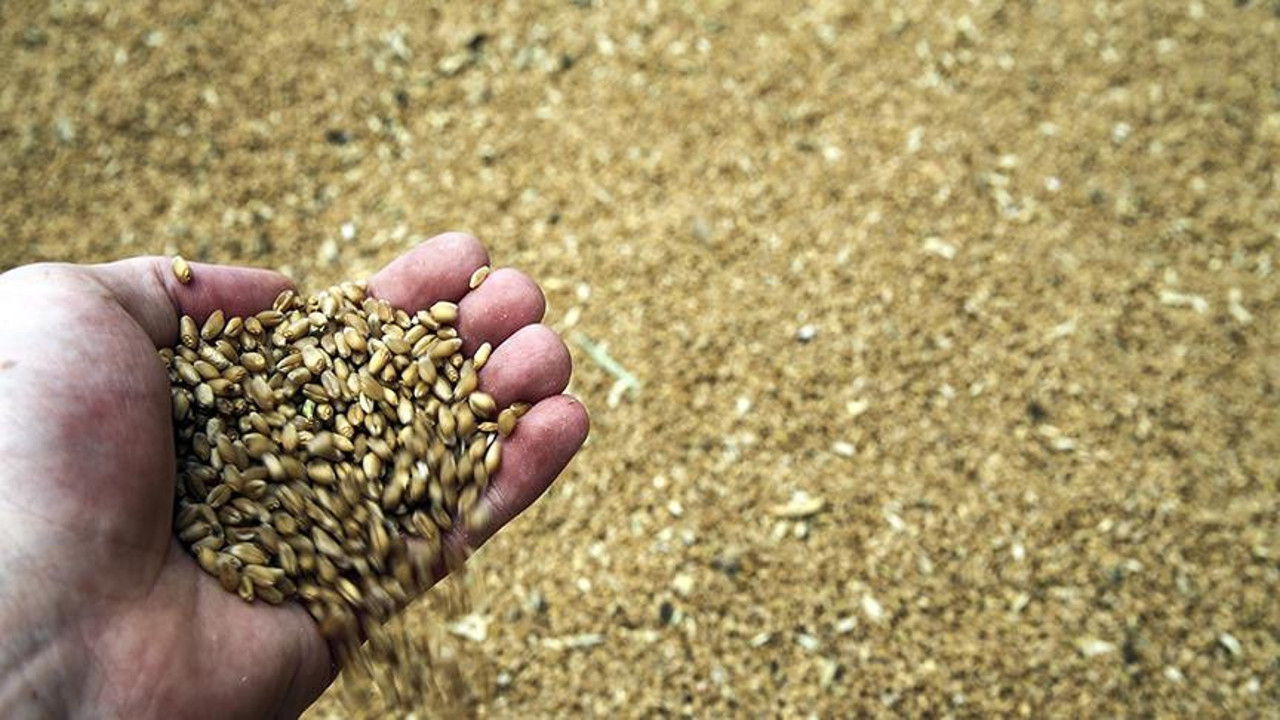 Çukurova'da buğday bereketi - Dünya Gazetesi