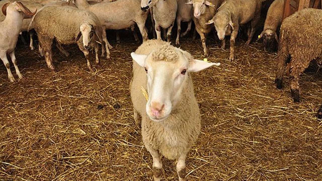 2025 KURBAN BAYRAMI TARİHLERİ: 2025 Kurban Bayramı ne zaman, ayın kaçında? Kurban Bayramı tatili 9 gün mü olacak? - Resim: 3