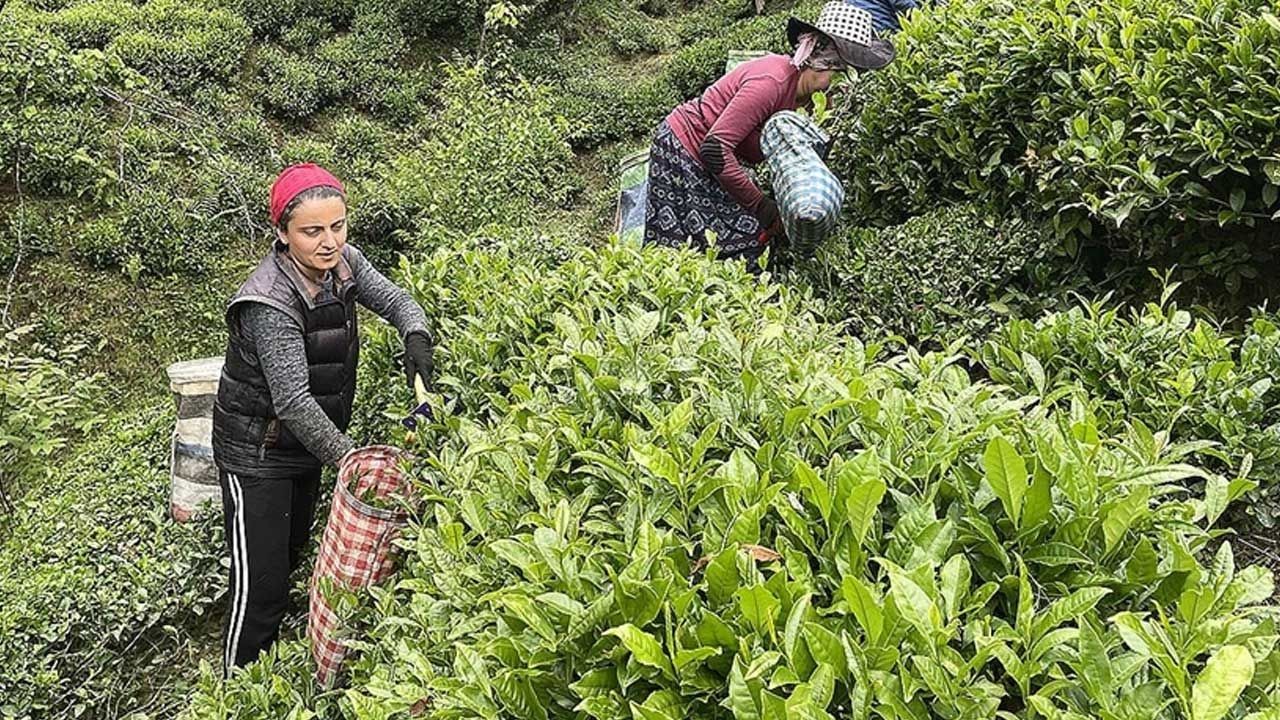 ÇAYKUR KURA SONUÇLARI: 1500 işçi alımı kura sonuçları ne zaman, saat kaçta açıklanacak? - Resim: 3