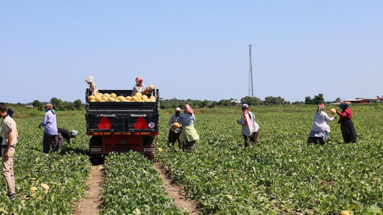 Tarımda planlama eksikliği fiyatları vurdu: Karpuz tarlada 2, markette 8,5 TL - Resim: 1