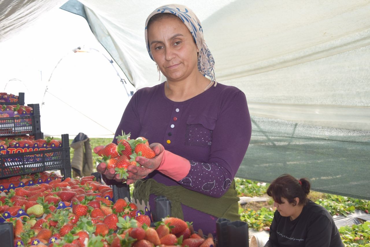 45 gün bekleyip 6 ay hasat yapıyorlar: Kilosu 26 lira - Resim: 1