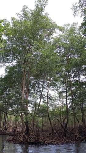 Beş yıldızlı "Survivor" heyecanı - Resim: 10