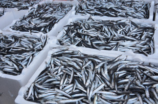 Balıkçıların hamsiden yana yüzü güldü - Resim : 2