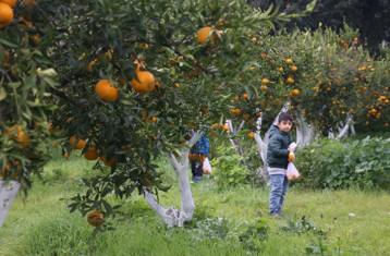 Başkan ve öğrenciler mandalina hasadı yaptı - Resim : 1