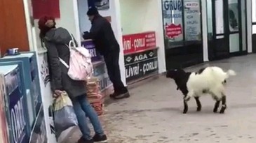 Keçi bayramda otogarı karıştırdı: Çekmeceden paraları kaptı, kaçtı!