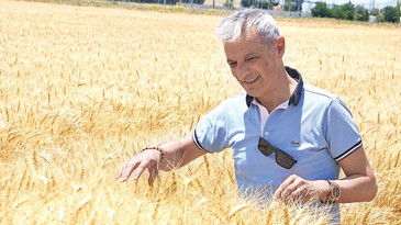 Konya’da 1,8 milyon ton civarında buğday rekoltesi bekleniyor