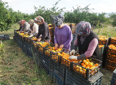 Havran mandalinasında üretimin yarısı komşu ülkelere satılıyor - Resim : 2