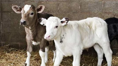 Tarımsal destek ödemeleri bugün yatıyor