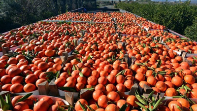 Mersin'de portakal hasadı başladı