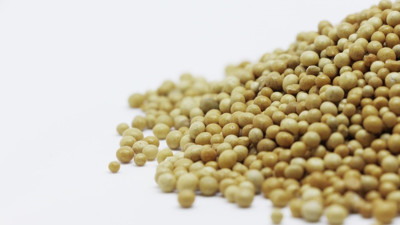 ABD'de cesetler gübreye dönüştürülebilecek