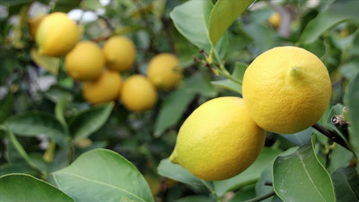Mersin'de tescilli Lamas limonunda hasat başladı