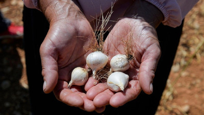 "Edirne sarımsağı" için coğrafi işaret tescili yapıldı