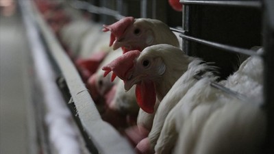 Tavuğun ümüğü sıkıldı, balık ise kavağa çıktı