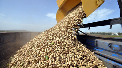 Kadınların yer fıstığından elde ettikleri ürünler ihraç ediliyor