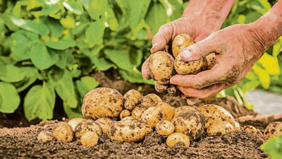 Ağrılı patates üreticileri dekar başına 4 ton civarında verim bekliyor