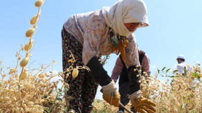 Kurşunlu Belediyesi hasat ettiği 15 ton nohudu ilçe sakinlerine ulaştırıyor
