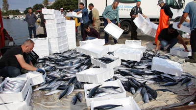 Bu yıl palamut bereketi yaşanacak