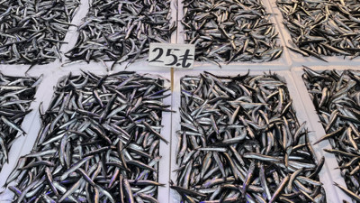 Hamsinin kilogramı 25-50 liradan satılıyor