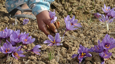 Safran Malatya'da kayısıya rakip olacak