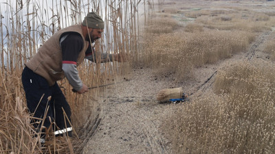 Göl kenarındaki kamışlar 5 köyün geçim kaynağı oldu