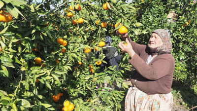 Havran mandalinasında üretimin yarısı komşu ülkelere satılıyor