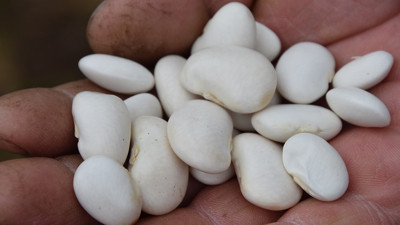 Ordu'nun Gürgentepe çoban fasulyesi coğrafi işaret kabul edildi