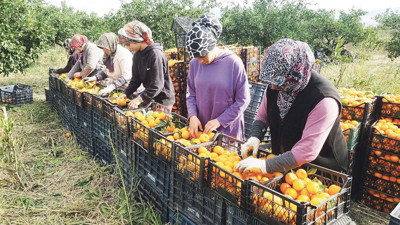 Havran mandalinasında üretimin yarısı komşu ülkelere satılıyor