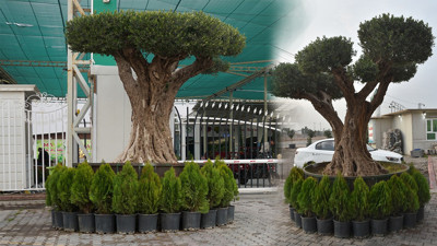 Kerkük'te 140 yaşındaki zeytin ağacı 8 bin dolara satılıyor