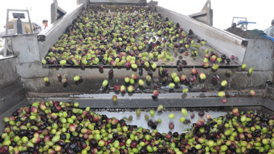 Nizip'te zeytin hasadı devam ediyor