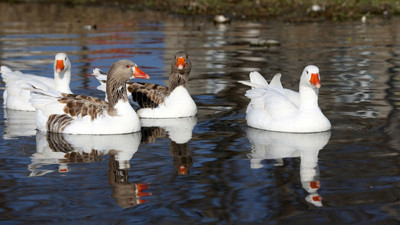 Devlet desteği ile başladılar, yurdun dört bir yanından sipariş alıyorlar