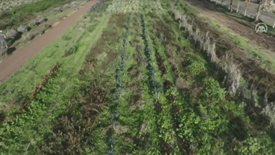 EnerjiSa Üretim agrivoltaik tarım uygulamasına başladı