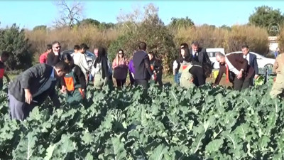 Mersin'de öğrencilerin yetiştirdiği sebzeler hasat edildi