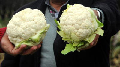 İzmir'de kışlık sebzede rekolte düşmedi