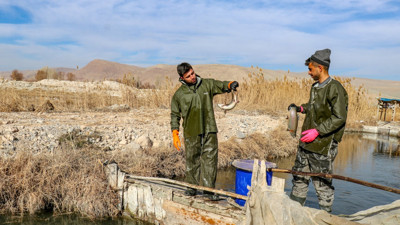 Van'da alabalık sağımı yapıldı! İşte o görüntüler...