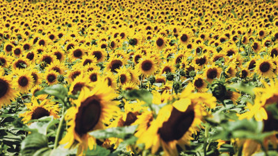 Stratejik ürün ayçiçeğinde ekim alanları yüzde 15 arttı