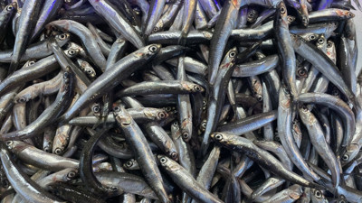 26 ülkeye 2 bin 102 ton hamsi ihraç ettik